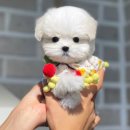 부산애견호텔 강아지유치원 펫퍼센트&코모네하우스 이미지