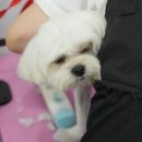 내동애견 이미지