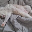 조이앤동물병원 이미지