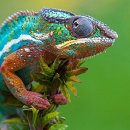 이구아나 이미지