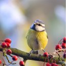 Blue Tit . 이미지
