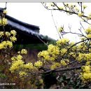 산유화