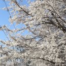 계양경기장-서운체육공원 | 인천 계양 서부천 벚꽃길(서부천, 서부간선수로, 서운체육공원, 계양경기장)