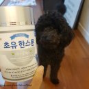 에스앤에이치(S&H) | 강아지영양식 초유한스푼 체험후기