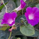 일광농장 이미지