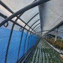 수막 목장 이미지