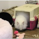 복실이와나비