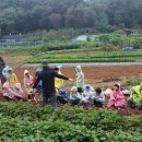 큰다우리발도르프 어린이집 반디 세상으로 &#39;고구마 캐러 가자~^^&#39;(2024.10.18) 이미지