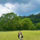[강원도/정선] 정선 1박2일 여행 코스 추천｜민둥산 등산, 청보리밭, 맛집 후기