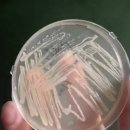 바글바글 이미지