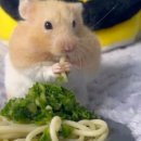 파스티안