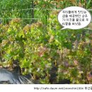 아브라함농장2 Daum카페