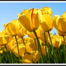튤립 이미지
