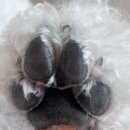 욜랑욜랑 | 🍓마포구 애견미용샵 욜랑욜랑 2회차 후기