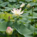 경주연꽃단지 이미지