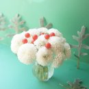 내리길 | 백묘국 삽목 성공 후기｜뿌리내리기 꿀팁 공개