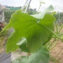 농원농장 이미지