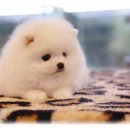 퍼피앤유 이미지