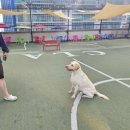 센텀1972 | 부산 루프탑 애견운동장 센텀 [스포독] 대형견동반 여름시즌 이용후기