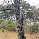 철홍 | 통도사와 산내 암자 둘러보기