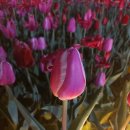 튤립 이미지