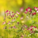 행복한사람들 이미지