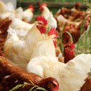 삼보농장 이미지