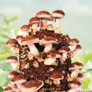 송암농장(1) 이미지