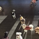 라인하트 애견호텔 유치원 이미지