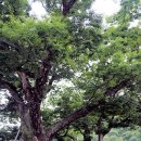 느티나무회관 이미지