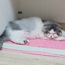 옹울