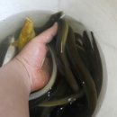 임진강민물장어 이미지