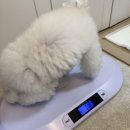 링크애견샵 | 광흥창마포애견미용실 | 욜랑욜랑 토이푸들가위컷 솔직 후기