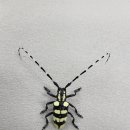 노랑제주 이미지