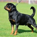 부산애견대학 이미지