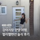 발리펜션 | 양양 애견동반 펜션 추천 캠프 발리별펜션 솔직후기