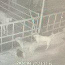 송아지농장 이미지