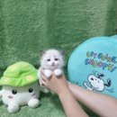 애견왕국 이미지