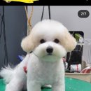 블레스펫츠 이미지