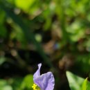 길손과 풀꽃 이미지