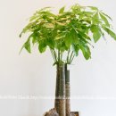 파키라