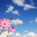 코스모스 이미지