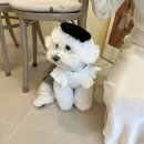 DAY컴퍼니 스토어 강아지 원피스, 고급스러운 커플룩으로 견생샷 남기기!!!
