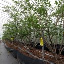 블루베리 여름 전정 시작 이미지