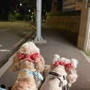 율무네애견 이미지