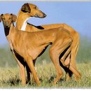 애견왕국 이미지