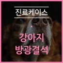 양주24시해든동물의료센터 네이버블로그