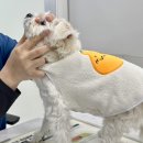 위브동물의료센터 이미지