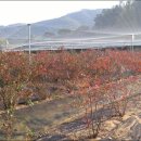 정안농장 이미지