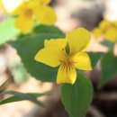 노랑노랑 이미지